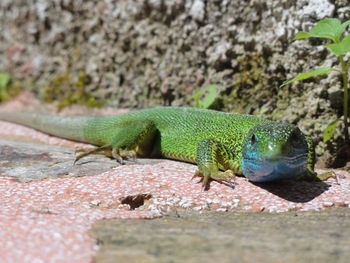 Close-up of lizard on leaf