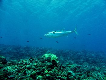 Fish swimming in sea