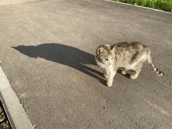 High angle view of cat on road