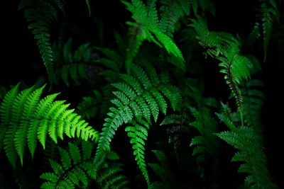 Close-up of fern leaves