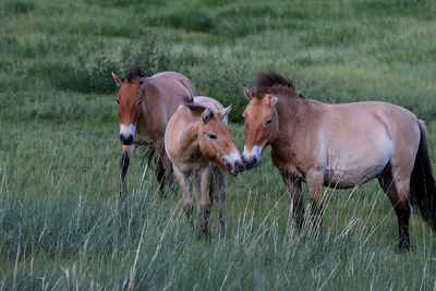 Horses on grassy field