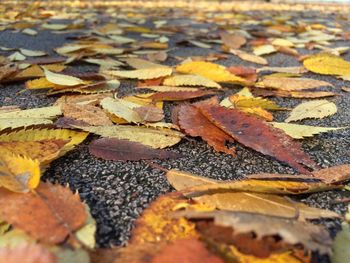 Close-up of leaves on ground