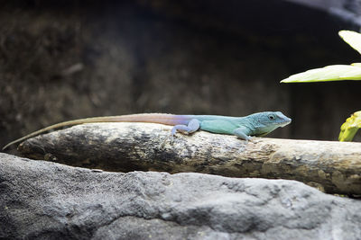 Close-up of lizard