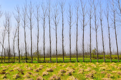 Scenic view of trees on field against sky