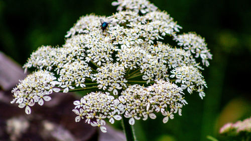 Close-up of white flowering plant