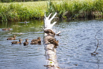 Ducks swimming on lake