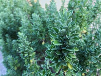 Close-up of leaves