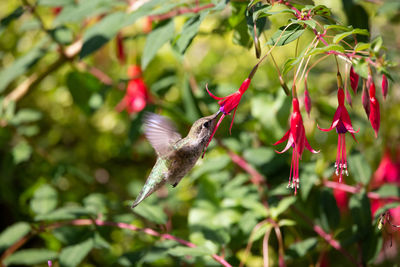 Close-up of a bird flying