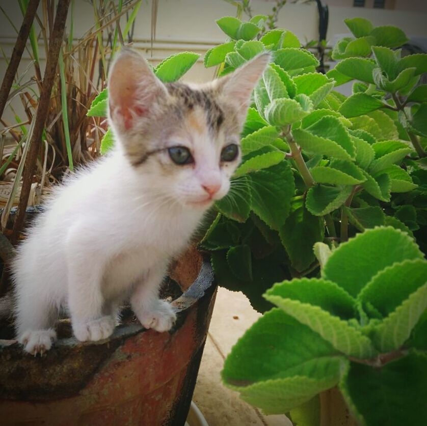 PORTRAIT OF CAT ON PLANTS