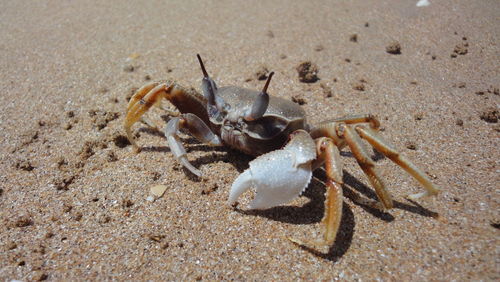 Close-up of crab on sand