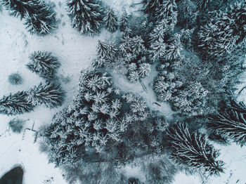 Aerial view of pine trees in forest during winter