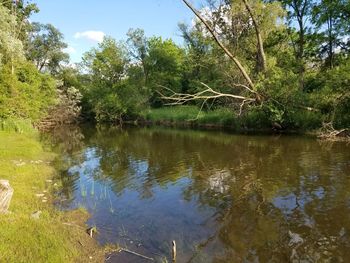 Reflection of trees in water