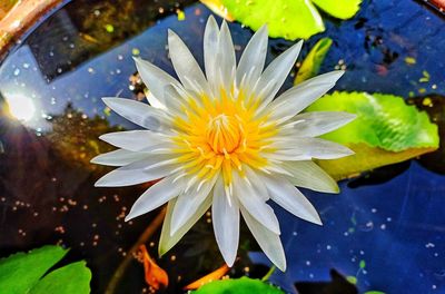 Close-up of lotus water lily