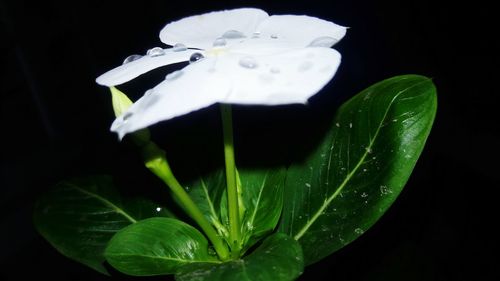 Close-up of water drops on yellow flower against black background