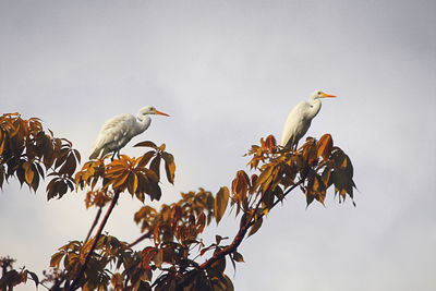 Low angle view of birds perching on tree against sky