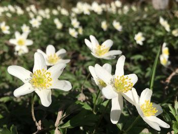 Close-up of white flowers