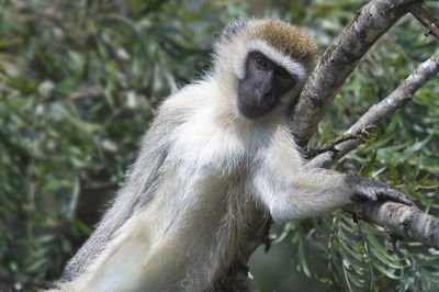 Close-up portrait of monkey on tree