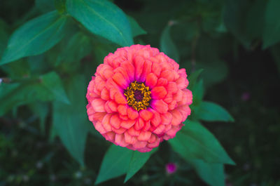 Close-up of pink flower