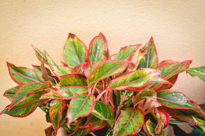 Close-up of succulent plant against wall