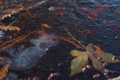 High angle view of maple leaves on land
