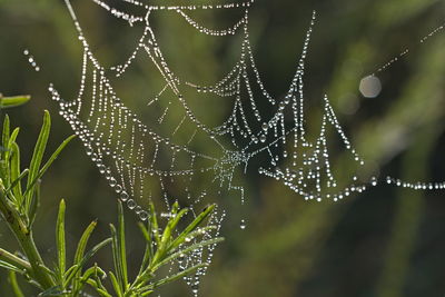 Close-up of spider on web