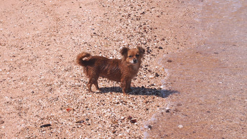 Dog standing outdoors