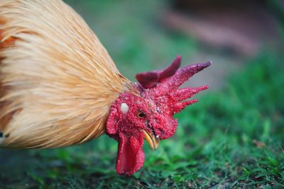 Close-up of a bird on a field