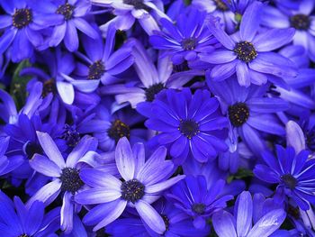 Full frame shot of purple flowers