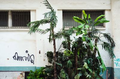 Plants growing on wall