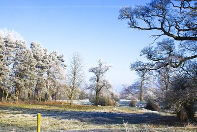 Trees on field against clear sky