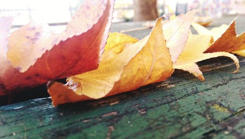 Close-up of fallen maple leaf