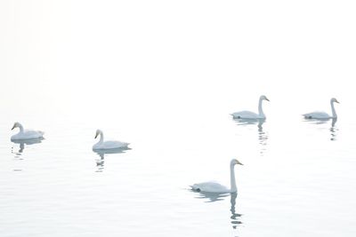 Swans swimming in lake against sky