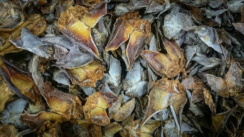 Full frame shot of leaves