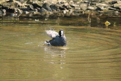 Bird in water