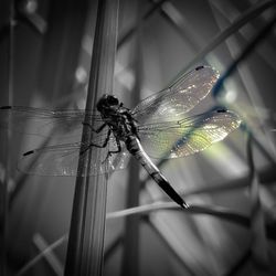 Close-up of damselfly on leaf