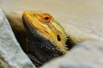 Close-up of lizard