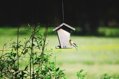 Bird flying in a field