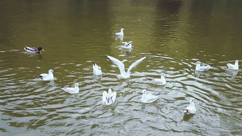 Swans in lake