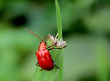 Close-up of insect on plant