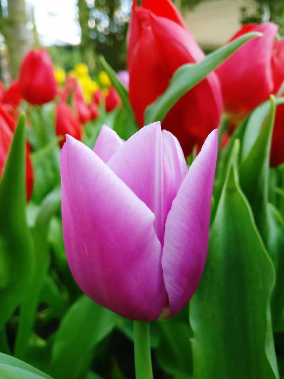 flower, petal, growth, fragility, nature, beauty in nature, freshness, flower head, plant, no people, close-up, tulip, day, blooming, outdoors