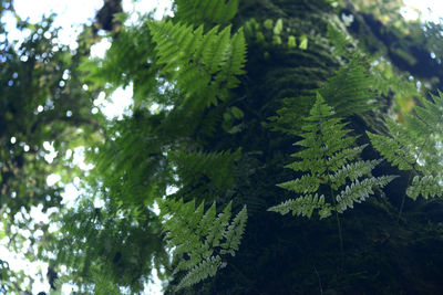 Close-up of tree branches