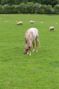 Sheep grazing on grassy field