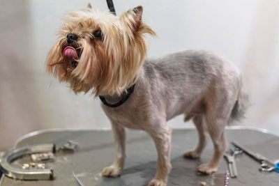 Yorkshire terrier dog gets nail cut hair grooming at salon and pet spa