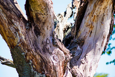 Low angle view of tree trunk against sky