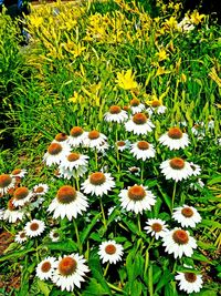 Close-up of white flowering plants on field