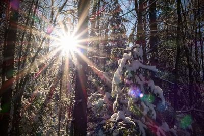 Low angle view of sun shining through trees