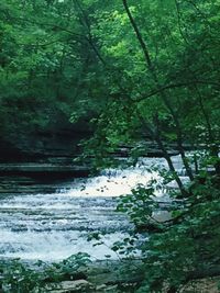 River flowing through forest