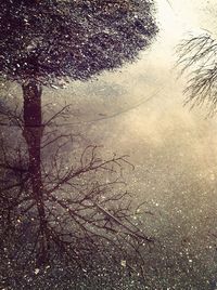 Reflection of trees in water