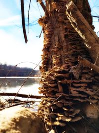 Close-up of tree trunk by sea against sky