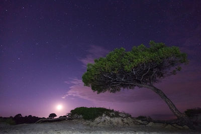 Scenic view of trees against sky at night